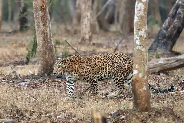 Indiase Luipaard Panthera Pardus Fusca Een Groot Mannetje Een Tropisch — Stockfoto