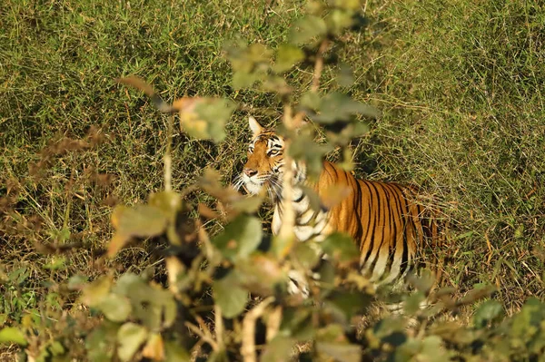 孟加拉虎 Panthera Tigris Tigris 生活在南印度丛林的典型环境中 一只幼虎在茂密的绿色灌木丛中 — 图库照片