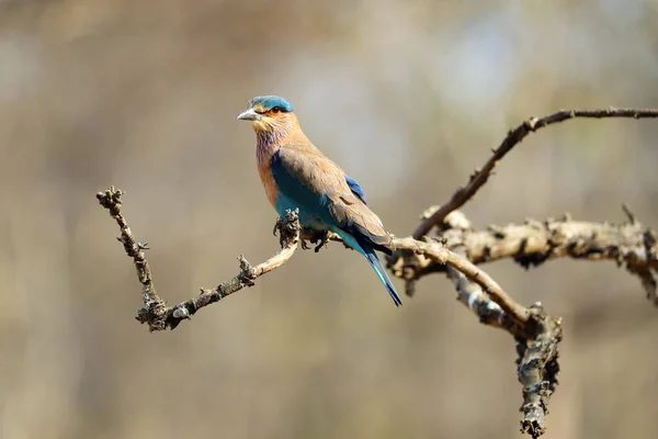 Indian Roller Coracias Benghalensis Sitting Branch Brown Background Tropical Deciduous — Stock Photo, Image