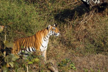 Bengal kaplanı (Panthera tigris tigris tigris) Güney Hindistan ormanlarının tipik bir ortamında bulunur. Kalın yeşil çalılıklarda genç bir kaplan.