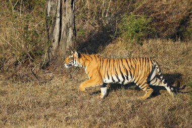 Bengal kaplanı (Panthera tigris tigris tigris) Güney Hindistan ormanlarının tipik bir ortamında bulunur. Genç bir kaplan avına sinsice yaklaşır..
