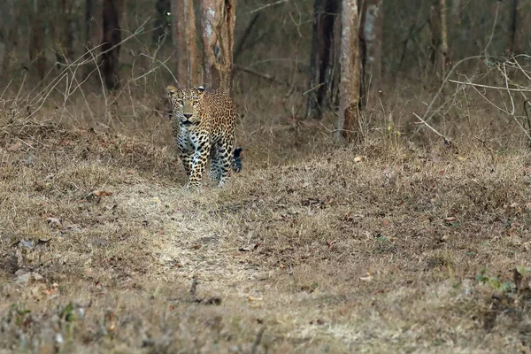 Indian Leopard Panthera Pardus Fusca Large Male Tropical Deciduous Forest — Stock Photo, Image