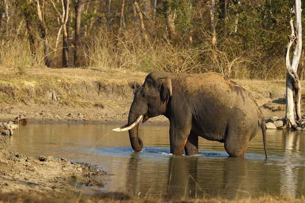 Elefante Indio Elephas Maximus Indicus Gran Colmillo Bañándose Abrevadero Forestal — Foto de Stock