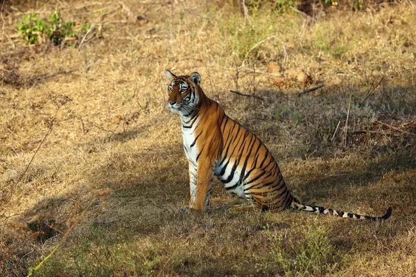 Bengal Tiger Panthera Tigris Tigris Typical Environment South Indian Jungle — Stock Photo, Image