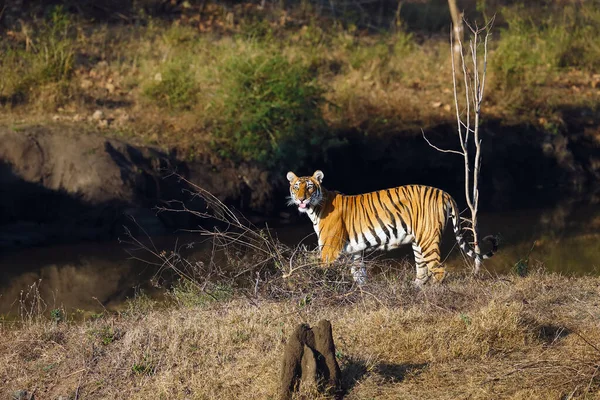 南インドのジャングルの典型的な環境でベンガルトラ Panthera Tigris Tigris 水のある中空によって森の端に若い緊張 — ストック写真