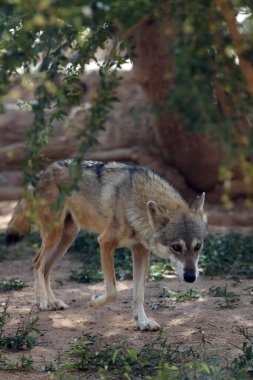 Kuru çöl bitkilerinde yaşayan Arap kurdu (Canis lupus Arap)..