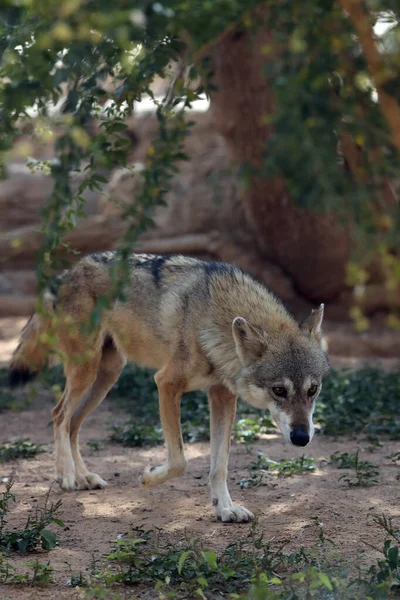 Kuru Çöl Bitkilerinde Yaşayan Arap Kurdu Canis Lupus Arap — Stok fotoğraf