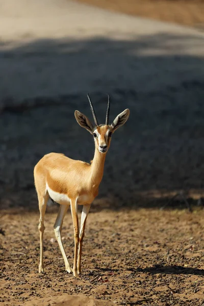 Die Kropf Oder Schwarzschwanzgazelle Gazella Subgutturosa Der Arabischen Wüste — Stockfoto