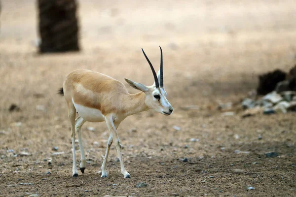羚羊阿拉伯沙漠中的公羚羊或黑尾羚羊 — 图库照片