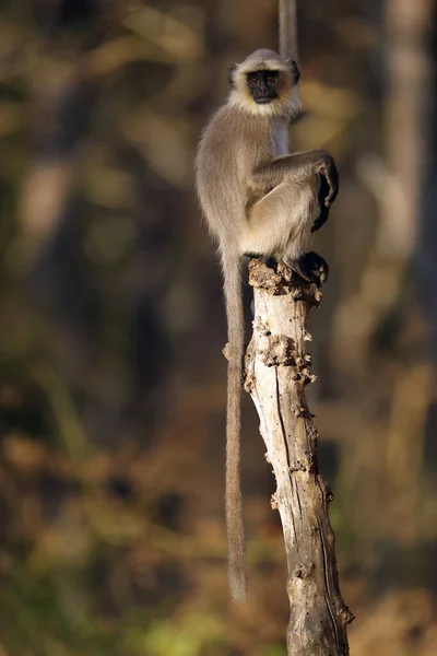 하누만 하누만 원숭이 Semnopithecus Dussumieri 원숭이 — 스톡 사진