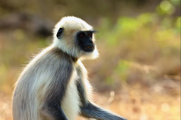 원숭이 원숭이 Semnopithecus Dussumieri 수컷의 — 스톡 사진
