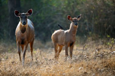 Sambar (Rusa unicolor), ağaçların yeşil arka planına sahip sarı kuru çimlerde arka ışıklandırılmış bir yavru geyik ile bir dişidir..