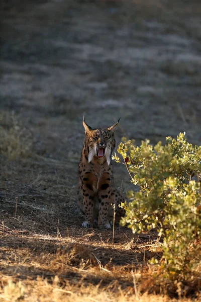 Iberský Rys Lynx Pardinus Dospělá Samice Rysa Sedí Zívá Zeleným — Stock fotografie
