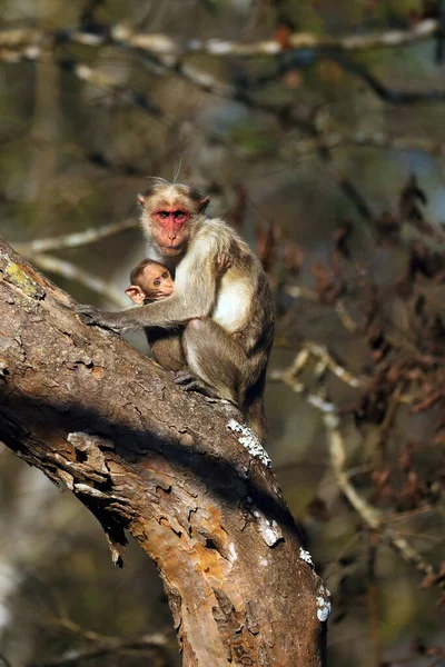 Den Hätta Macaque Macaca Radiata Även Känd Som Zati Hona — Stockfoto