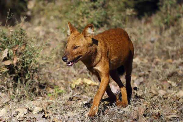 Dhole Cuon Alpinus Asian Wild Dog Running Dry Tropical Deciduous — Stock Photo, Image