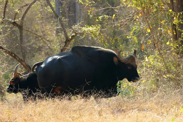 Der Gaur Bos Gaurus Auch Bekannt Als Der Indische Bison — Stockfoto