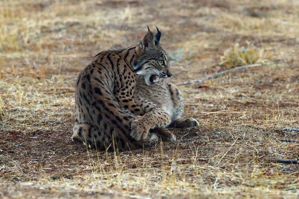 イベリア リンクス Lynx Pardinus 子猫の遊び 若いですLynxesは黄色の秋の草で遊ぶ — ストック写真