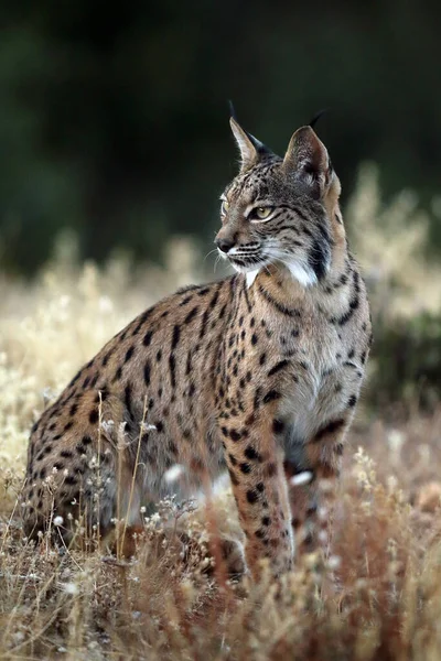 Иберийская Рысь Lynx Pardinus Портрет Молодого Кота После Заката — стоковое фото