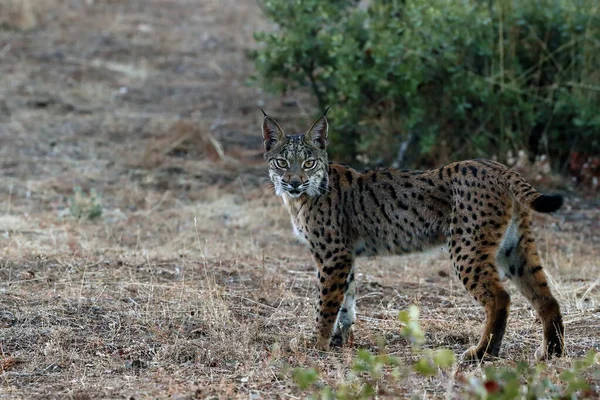 베리아 스라소니 Lynx Pardinus 스라소니가 렌즈를 들여다보는 장면이다 스라소니 — 스톡 사진