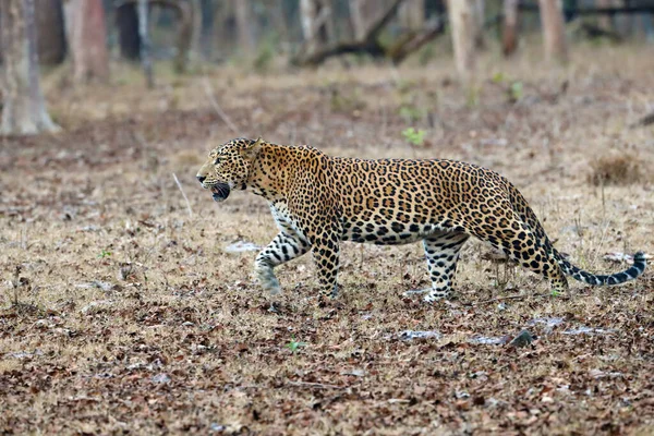 Lampart Indyjski Panthera Pardus Fusca Duży Samiec Tropikalnym Lesie Liściastym — Zdjęcie stockowe