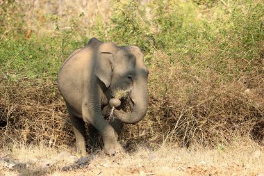 Hint fili (Elephas maximus indicus), Hint ormanlarında kurak mevsimde kuru otlarla beslenen bir dişi türüdür..