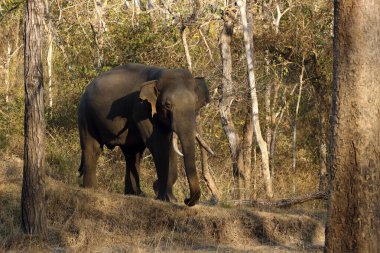 Hint fili (Elephas maximus indicus), Hindistan 'ın kurak ormanlarında büyük bir fildişi. Tehlikeli bir erkek olmalı..