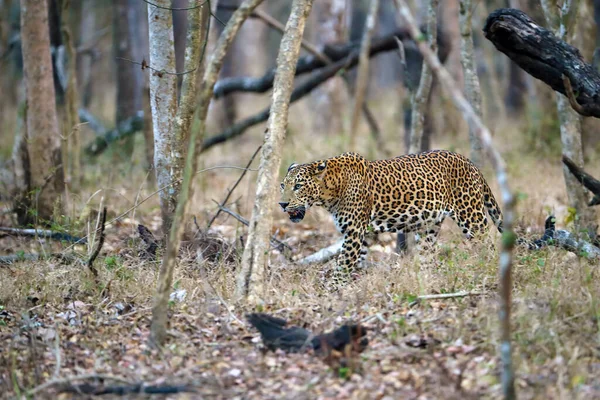 Индийский Леопард Panthera Pardus Fusca Крупный Самец Тропического Лиственного Леса — стоковое фото