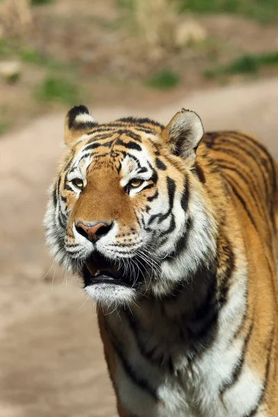 西伯利亚虎 Panthera Tigris Tigris Tigris 也称为黑底黑虎 Panthera Tigris Altaica 温暖夏天美丽的西伯利亚公老虎 — 图库照片