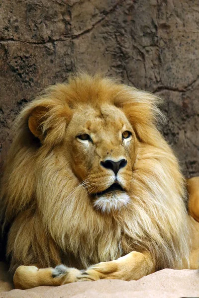 León Panthera Leo Retrato Macho Grande Con Melena Clara — Foto de Stock