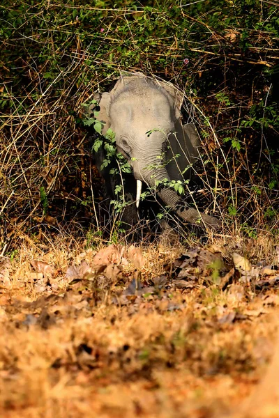 印度象 Elephas Maximus Indicus 一只非常年幼的雄性大象 长着细小的象牙 从茂密的灌木丛中向外张望 非常可爱的孩子 — 图库照片