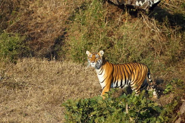 Bengal Tiger Panthera Tigris Tigris Typical Environment South Indian Jungle — Stock Photo, Image
