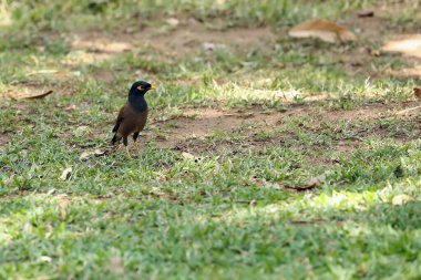 Yaygın Myna veya Hint Myna (Acridotheres tristis), bazen çimlerin üzerinde oturan Mynah olarak hecelenir..