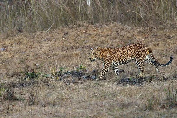 Indian Leopard Panthera Pardus Fusca Large Male Tropical Deciduous Forest — Stock Photo, Image