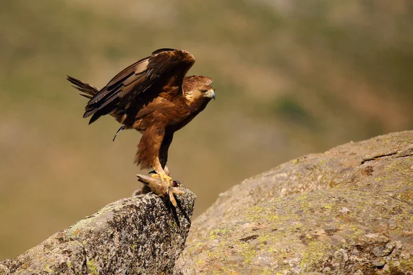 Der Steinadler Aquila Chrysaetos Sitzt Auf Einem Felsen Männlicher Steinadler — Stockfoto