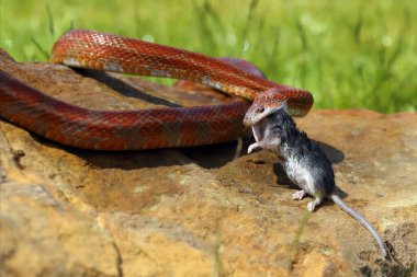 Yeşil arka planda avlanan mısır yılanı (Pantherophis guttatus). Tipik bir av pozisyonunda bir mısır yılanının renk değişimi..