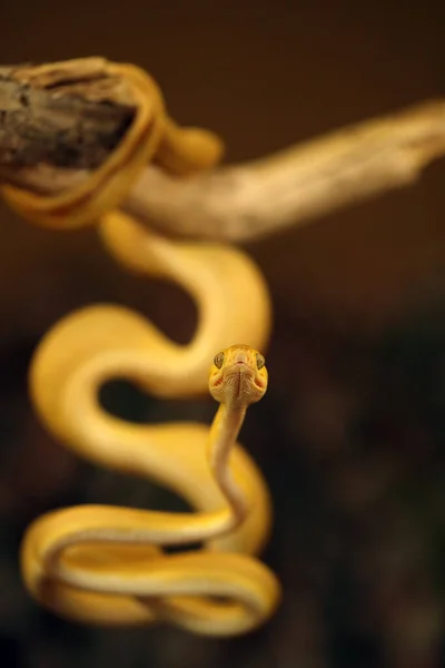 Corallus Hortulana Oder Corallus Enydris Eine Junge Schlange Auf Einem — Stockfoto