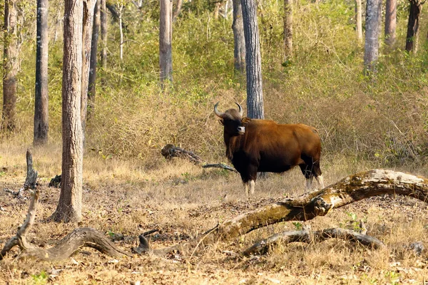 Gaur Bos Gaurus Também Conhecido Como Bisonte Indiano Uma Vaca — Fotografia de Stock