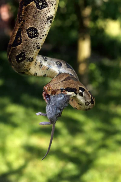 大蟒蛇 Boa Constrictor 也被称为红尾蛇 Red Tail 或普通蟒蛇 Common Boa 捕获猎物在树枝上 — 图库照片
