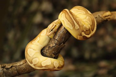 The Royal python (Python regius), also called the ball python lying twisted on a dry branch with a green background. clipart