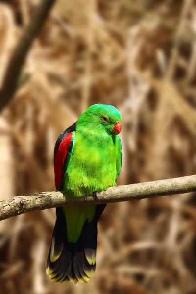 Vörös Szárnyú Papagáj Aprosmictus Erythropterus Egy Száraz Ágak Barna Hátterű — Stock Fotó