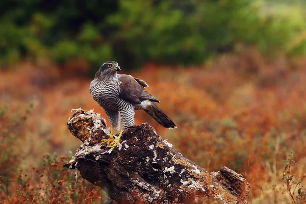 Northern Goshawk Accipiter Gentilis Sits Tree Quail Its Talons Hawk — Stock Photo, Image