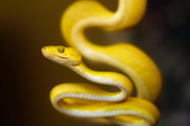 Corallus hortulana ya da Corallus enydris, siyah arka planı olan genç bir yılan. Genç boa yılanı dalda. Yeşil bir dalda ağaç boa. Koyu arkaplanda renkli bir ağaç yılanı..