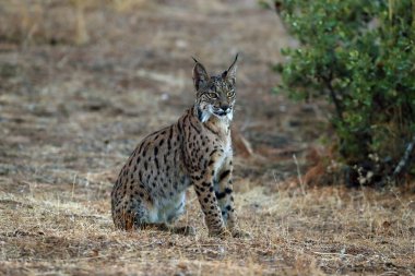 İber vaşağı (Lynx pardinus), sarı çimenlerdeki genç vaşak. Sonbahar manzarasında genç İber vaşağı.