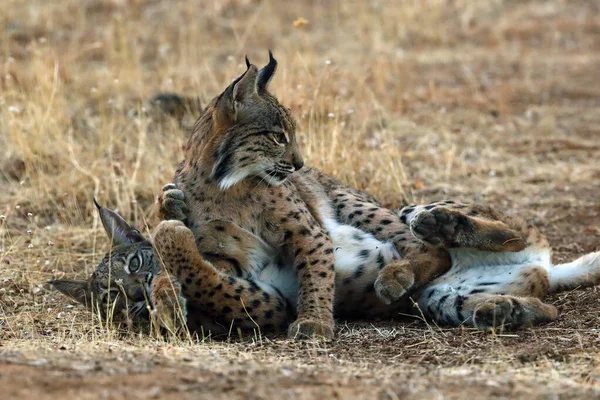 Iberian Lynx Lynx Pardinus Kittens Playing Young Lynxes Play Yellow — Stock Photo, Image