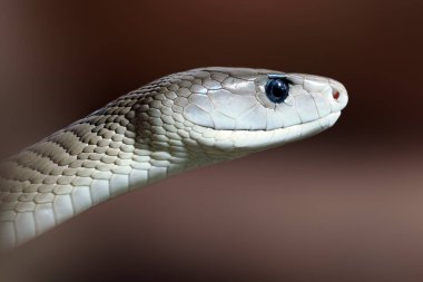 Kara mamba (Dendroaspis polylepis), kahverengi arkaplanlı bir portre. Çok zehirli bir Afrika yılanının portresi..