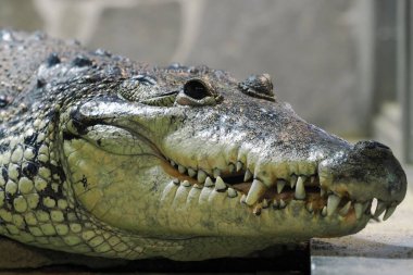 Morelet 'in timsahı (Crocodylus moreletii), Meksika timsahı veya Belize timsahı olarak da bilinir..