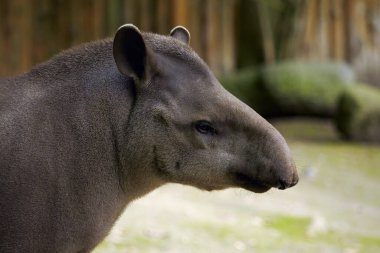 Güney Amerika tapiri (Tapirus terrestris), Brezilya tapiri olarak da bilinir..
