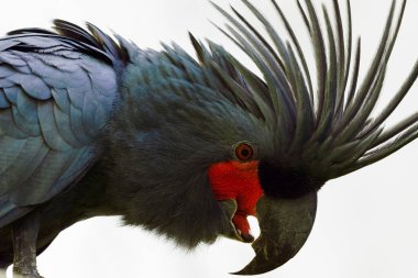 Palmiye kakadusu (Probosciger aterrimus), Goliath kakadusu veya büyük siyah kakadu olarak da bilinir, beyaz arka planda büyük siyah bir papağanın portresi..