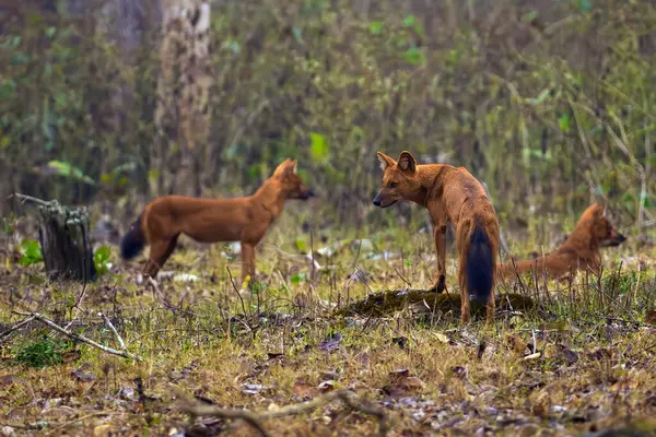 Dhole Cuon Alpinus Sekawanan Anjing Asia Liar Santai Setelah Berburu Stok Lukisan  