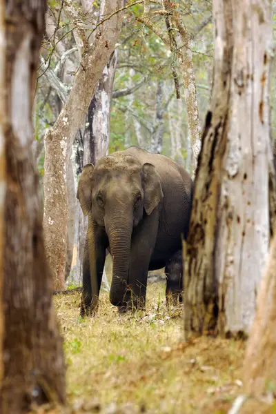 Индийский Слон Elephas Maximus Indicus Самка Среди Деревьев Сухом Тропическом Стоковое Изображение